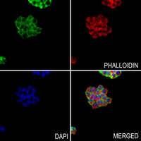 3 - Anti-FILTRIN Antibody AP60169