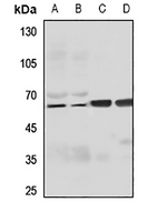1 - Anti-FILTRIN Antibody AP60169