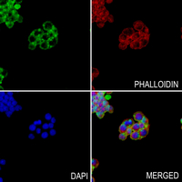 3 - Anti-FUNDC1 Antibody AP60171
