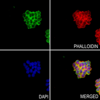 3 - Anti-GCP2 Antibody AP60173