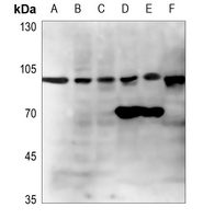 1 - Anti-GCP2 Antibody AP60173