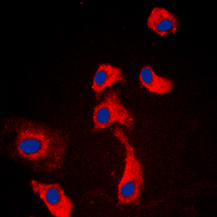 3 - Anti-GPR116 Antibody AP60174