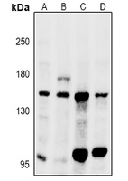 1 - Anti-GPR116 Antibody AP60174