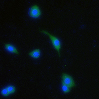 3 - Anti-GPR13 Antibody AP60175