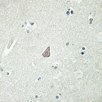 19 - Anti-GPR13 Antibody AP60175