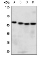 1 - Anti-GPR13 Antibody AP60175