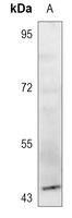 1 - Anti-GPR143 Antibody AP60176