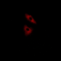 3 - Anti-GPR152 Antibody AP60177