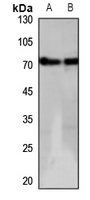 1 - Anti-GPR152 Antibody AP60177