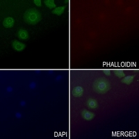 3 - Anti-GPR54 Antibody AP60178
