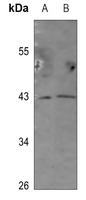 1 - Anti-GPR54 Antibody AP60178