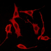 3 - Anti-GPR85 Antibody AP60179
