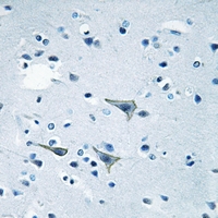19 - Anti-GPR85 Antibody AP60179