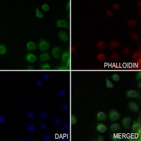 3 - Anti-HSD17B4 Antibody AP60180