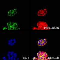 3 - Anti-Kallikrein 4 Antibody AP60185