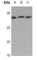 1 - Anti-Kallikrein 7 Antibody AP60186