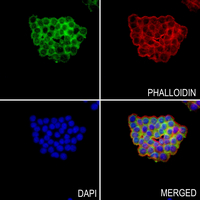 3 - Anti-M-CSF Antibody AP60189