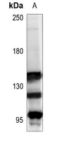 1 - Anti-mGLUR1 Antibody AP60191