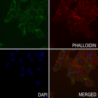 3 - Anti-MMP26 Antibody AP60192