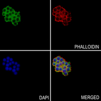3 - Anti-OCTN1 Antibody AP60194
