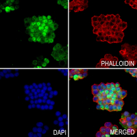 3 - Anti-OPA1 Antibody AP60195