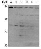 1 - Anti-OPA1 Antibody AP60195