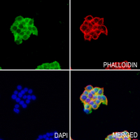 3 - Anti-PDP1 Antibody AP60198