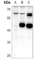 1 - Anti-PDP1 Antibody AP60198