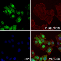 3 - Anti-POLR3G Antibody AP60201