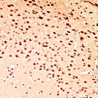 19 - Anti-POLR3G Antibody AP60201