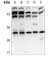 1 - Anti-POLR3G Antibody AP60201