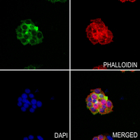 3 - Anti-Prostasin HC Antibody AP60203