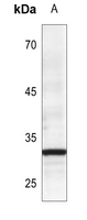 1 - Anti-Prostasin HC Antibody AP60203