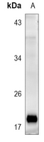1 - Anti-REG4 Antibody AP60204