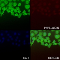 3 - Anti-TFCP2L1 Antibody AP60206