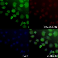 3 - Anti-UBE2E3 Antibody AP60207