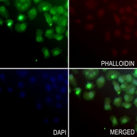 3 - Anti-GFI1B Antibody AP60208
