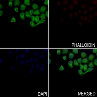 3 - Anti-Septin 8 Antibody AP60209