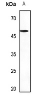 1 - Anti-Septin 8 Antibody AP60209