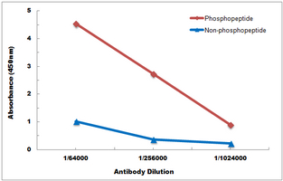 10 - Anti-ACC alpha (Phospho-S80) Antibody AP60211
