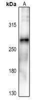 1 - Anti-ACC alpha (Phospho-S80) Antibody AP60211