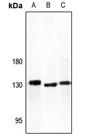 1 - Anti-ADAMTS10 Antibody AP60213
