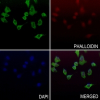 3 - Anti-Alpha-2A Adrenergic Receptor Antibody AP60214