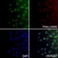 3 - Anti-ALDOC Antibody AP60217