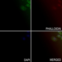3 - Anti-Apolipoprotein C4 Antibody AP60220