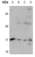 1 - Anti-Apolipoprotein C4 Antibody AP60220