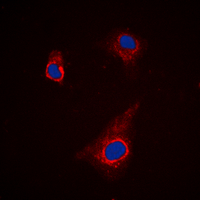 3 - Anti-ATG4C Antibody AP60227