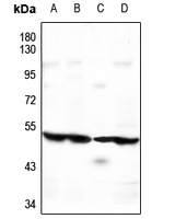 1 - Anti-ATG4C Antibody AP60227