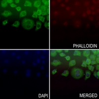 3 - Anti-BAD (Phospho-S112) Antibody AP60228