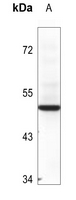 1 - Anti-BAG1 Antibody AP60229